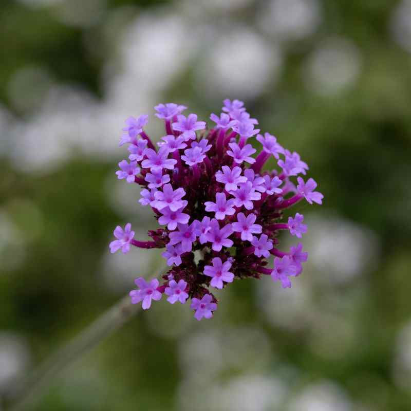 Eliyah's Blue Vervain Tincture