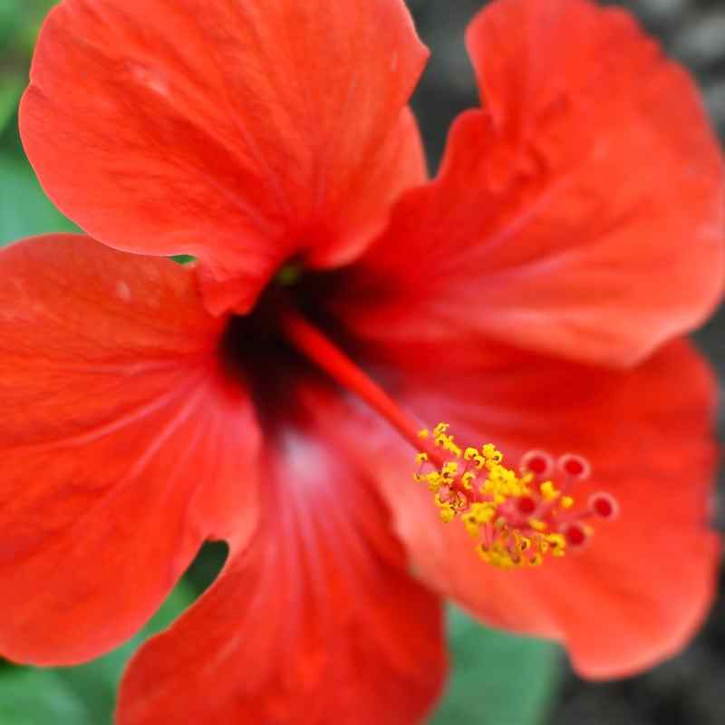 Eliyah's Hibiscus Tincture