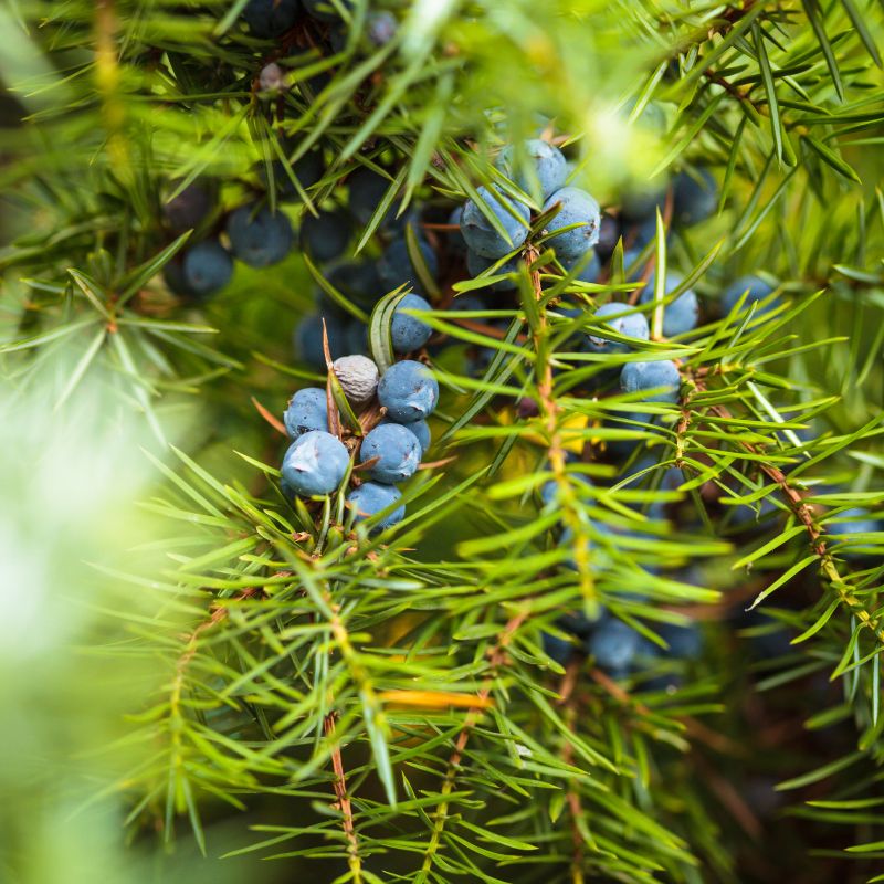 Eliyah's Juniper Berry Tincture