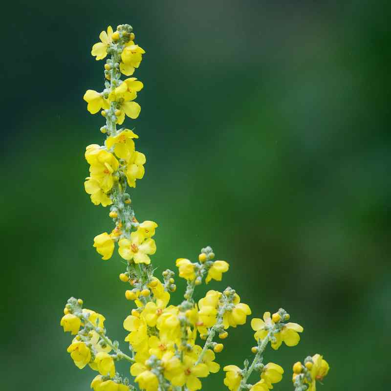 Eliyah's Mullein Leaf Tincture