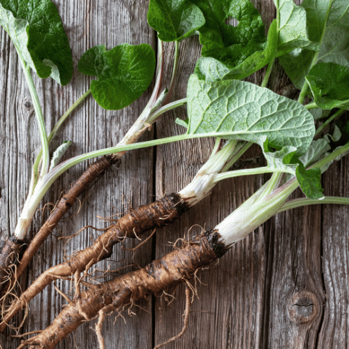 Eliyah's Dandelion and Burdock Root Tincture